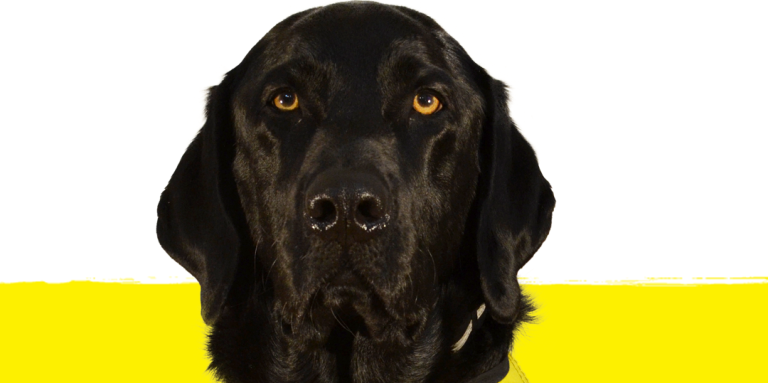 Image de Flinn, le directeur de la course Pup Crawl 2022