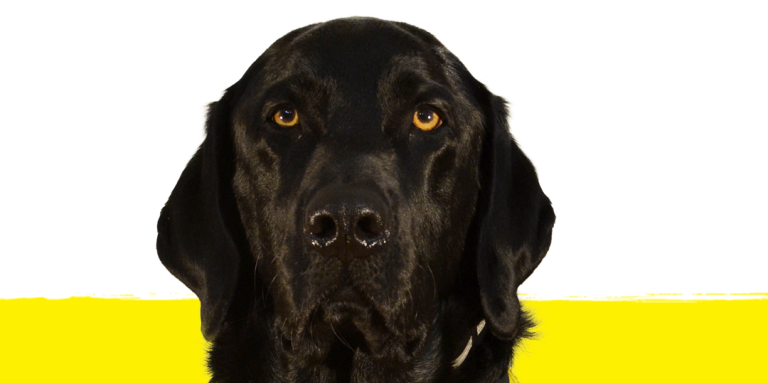 Image of Flinn the 2022 Pup Crawl Race Director