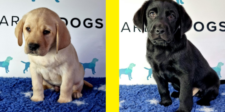 Birks (left) a yellow Labrador Retriever and Drummy (right) a black Labrador Retriever