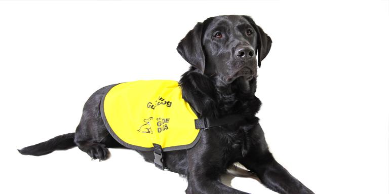 Chien-guide labrador noir portant un gilet jaune.