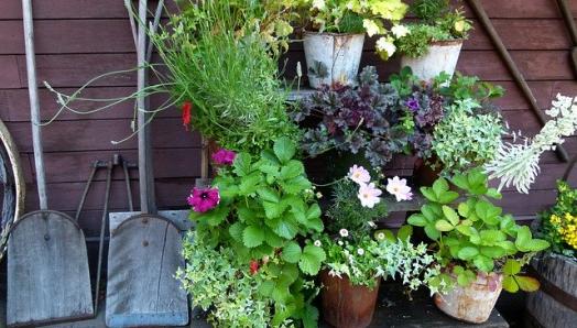 A small garden lined with potted plants on a shelf.