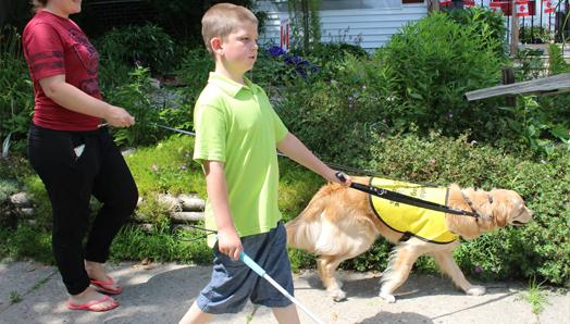 Un chien avec un dossard jaune des Chiens-guides d’INCA se promenant avec un garçon utilisant une canne blanche.
