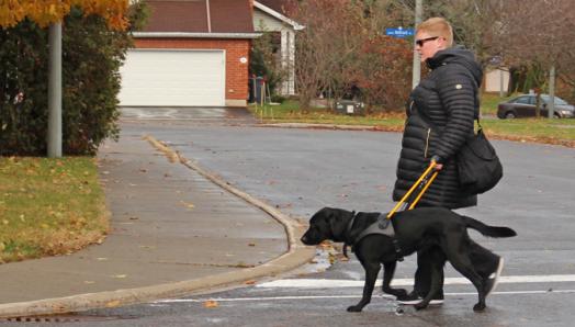 Une femme traverse la rue avec un Labrador noir portant un harnais jaune.