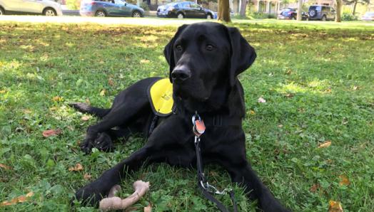 A black Guide Dog in training in a yellow vest with a chew toy.