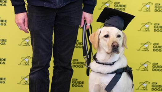 A guide dog in a graduation cap.