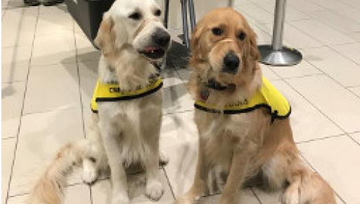  Two Golden Retrievers, wearing guide dog in training vests, sit side by side at the airport. 