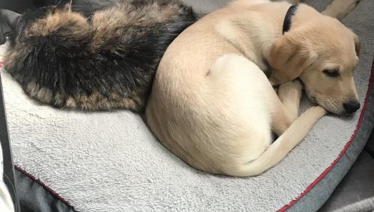 A yellow Lab puppy laying on a dog bed, back-to-back with a cat, also laying on the dog bed.