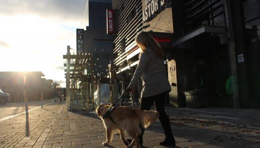 A woman and her guide dog, a golden retriever, walking down a sidewalk into the sunset, away from the camera.
