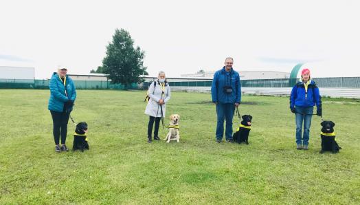 A group of four volunteer puppy raisers standing six feet apart from one another on a fenced-in, grassy field; each of their respective puppies are sitting on their left sides wearing their bright yellow Future Guide Dog vests.