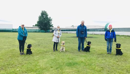 Un groupe de quatre éleveurs de chiots bénévoles se tenant à deux mètres l'un de l'autre sur un terrain clôturé et herbeux; chacun de leurs chiots respectifs est assis à leur côté gauche et porte leur veste jaune vif de futur chien-guide.