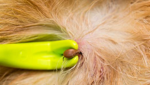 Gros plan d'un outil tire-tiques utilisé pour détacher une tique partiellement incrustée dans la peau d'un chien