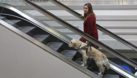 Une femme et son chien-guide montant un escalier roulant dans un centre commercial; le chien-guide est un golden retriever