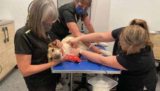 A yellow Labrador retriever laying on a veterinarian’s table; a RVT is administering an IV drawing blood from the dog while another person is petting the dog to keep them calm