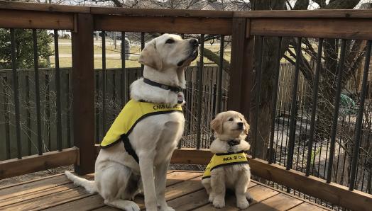 Two future guide dogs sitting on a back deck, wearing bright yellow future guide dog vests and focused on their puppy raiser (out of frame); one dog is a one-year-old yellow Labrador retriever and the other is a two-month-old golden retriever.