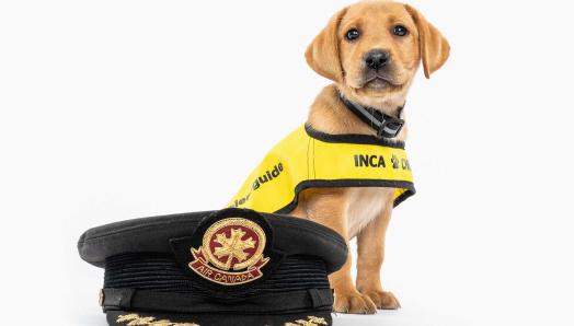 Jet, le futur chien-guide d'INCA, est assis derrière une casquette de pilote d'Air Canada. Jet est un labrador blond portant un gilet jaune vif de chien-guide d’INCA.