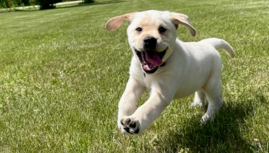 A tiny golden retriever puppy plays at a grassy park. It leaps through the air with its tongue wagging.