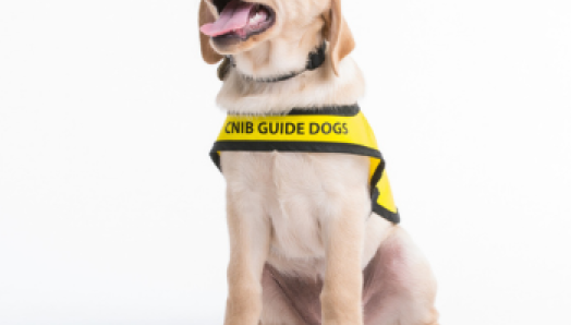 A future guide dog puppy wags its tongue. The puppy is a yellow lab and wears a yellow CNIB Guide Dogs training vest. 