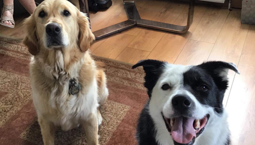 Charles, a golden retriever, and his new Scottish friend, a black and white dog named Patch.